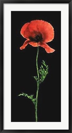 Framed Poppy Print