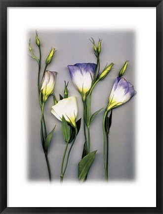 Framed Blue Lizzianthus Print