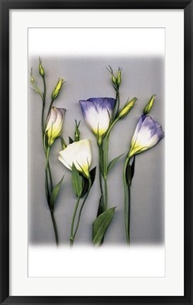 Framed Blue Lizzianthus Print