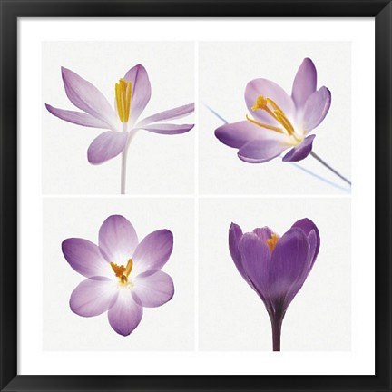 Framed Four Crocuses Print