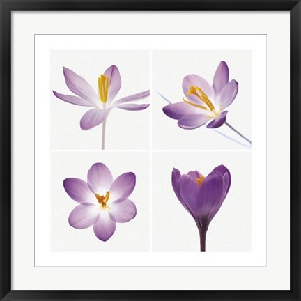 Framed Four Crocuses Print