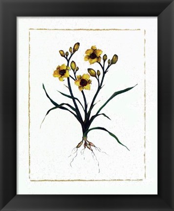 Framed Little Paul Daylily Print