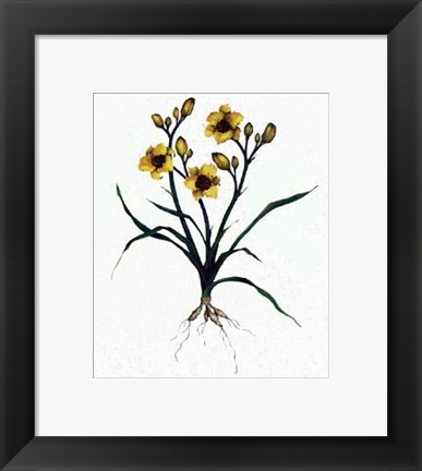 Framed Little Paul Daylily Print