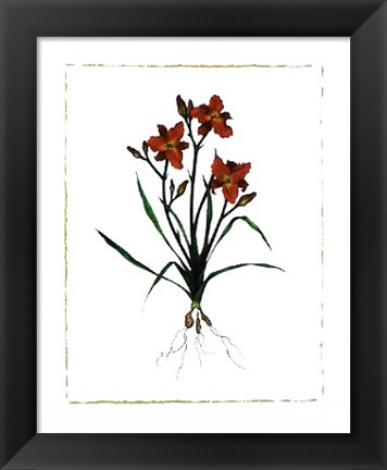 Framed Ruby Throat Daylily Print