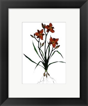 Framed Ruby Throat Daylily Print