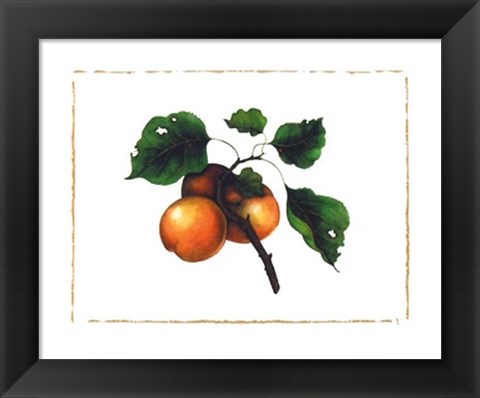 Framed Goldmine Nectarine Print