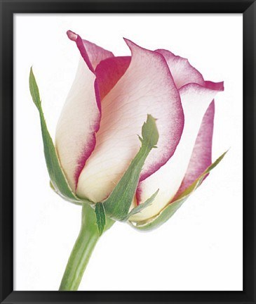 Framed Rose in Bloom Print