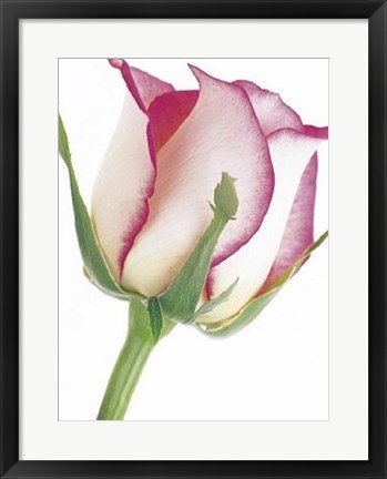 Framed Rose in Bloom Print