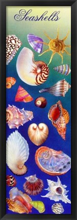 Framed Seashells Print