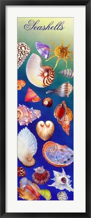 Framed Seashells Print