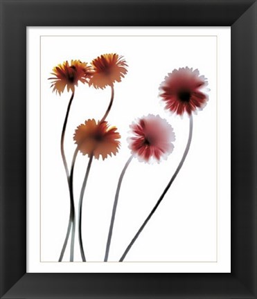 Framed Gerbera Print