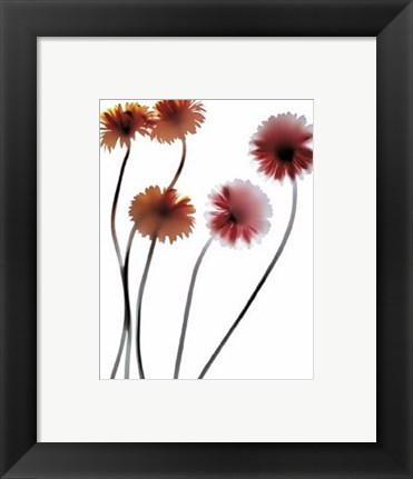 Framed Gerbera Print