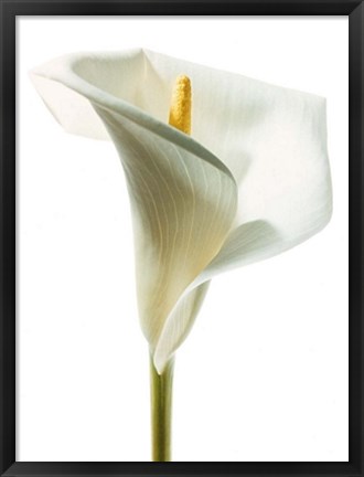 Framed Lily in Bloom I Print