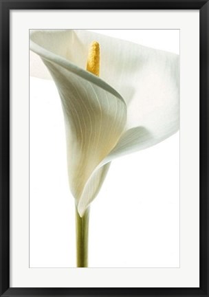 Framed Lily in Bloom I Print