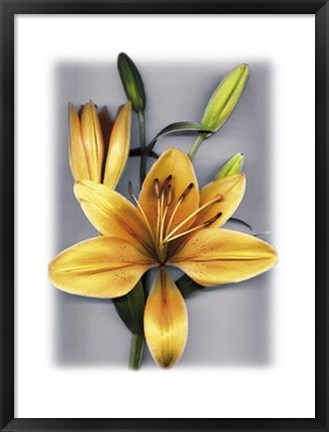 Framed Yellow Lily Print