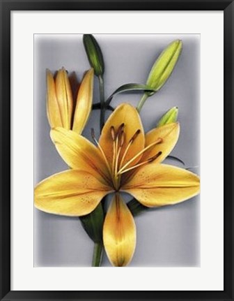 Framed Yellow Lily Print