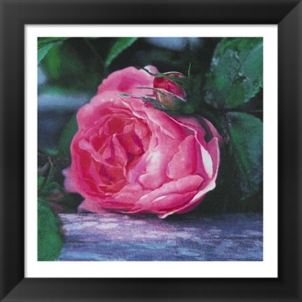 Framed Rose Print