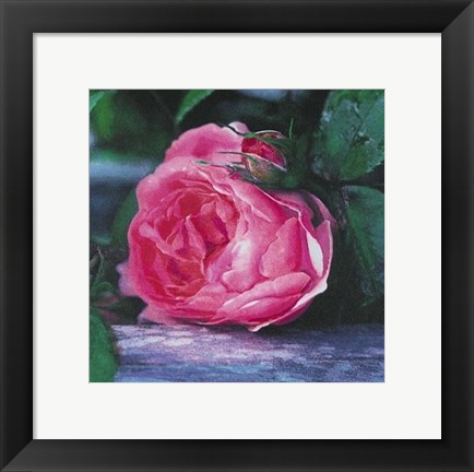 Framed Rose Print