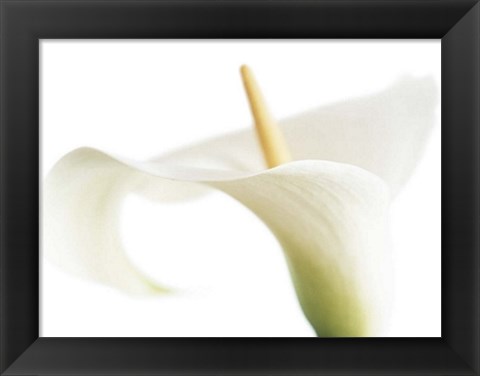 Framed Calla on White Print