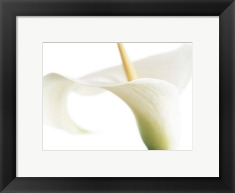 Framed Calla on White Print