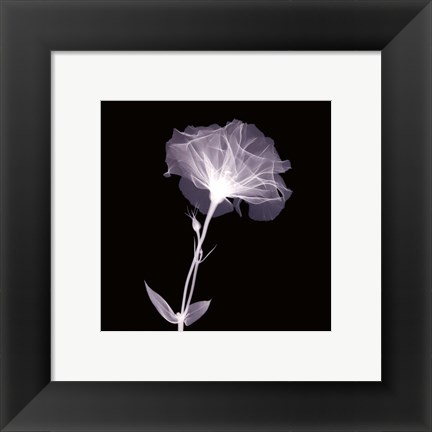 Framed Bud in Bloom Print