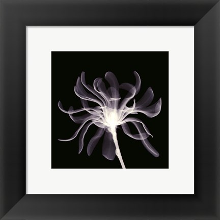 Framed White Ribbons Print