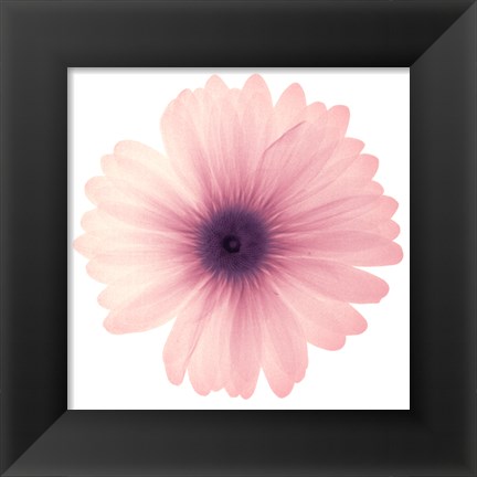 Framed Pink Petals Print