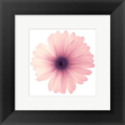 Framed Pink Petals Print