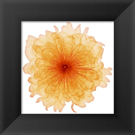 Framed Orange Chiffon Print