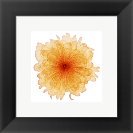 Framed Orange Chiffon Print