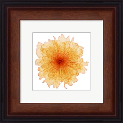 Framed Orange Chiffon Print