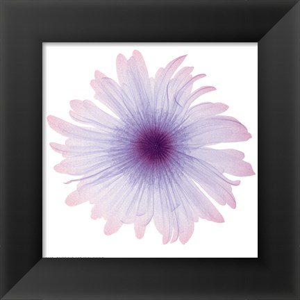 Framed Iced Bloom Print