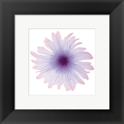 Framed Iced Bloom Print