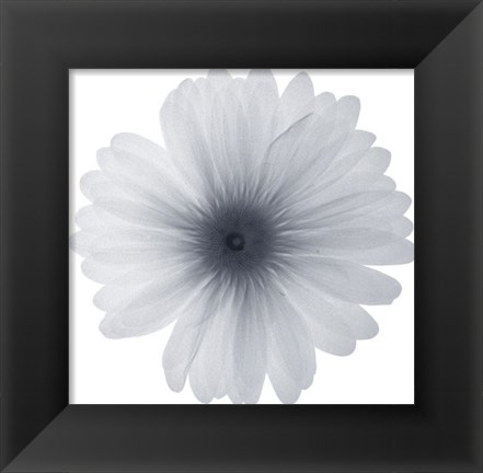 Framed Delicate Petals Print