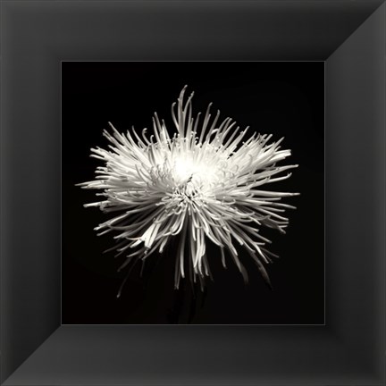 Framed Spider Mum, Flower Series I Print