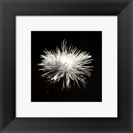 Framed Spider Mum, Flower Series I Print