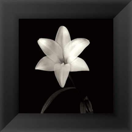 Framed Lily, Flower Series VI Print