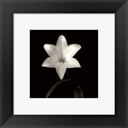 Framed Lily, Flower Series VI Print