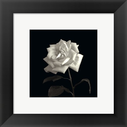 Framed Rose, Flower Series VIII Print