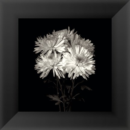 Framed Daisies, Flower Series IX Print