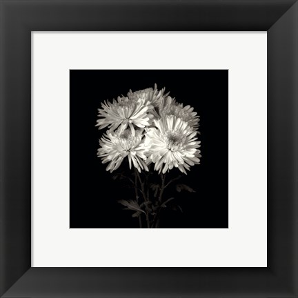 Framed Daisies, Flower Series IX Print