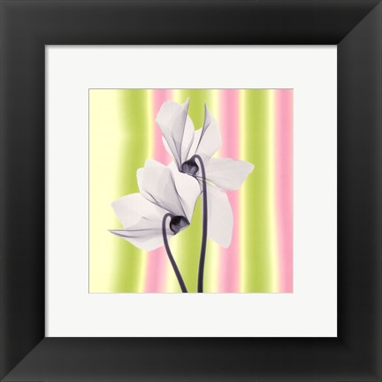 Framed Sheer Beauty Print