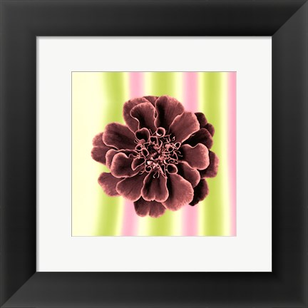 Framed Ruffles in Rose Print