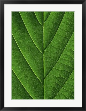 Framed Verdant Form I Print