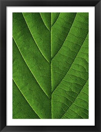 Framed Verdant Form I Print