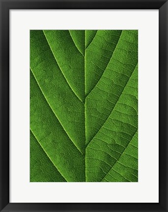 Framed Verdant Form I Print