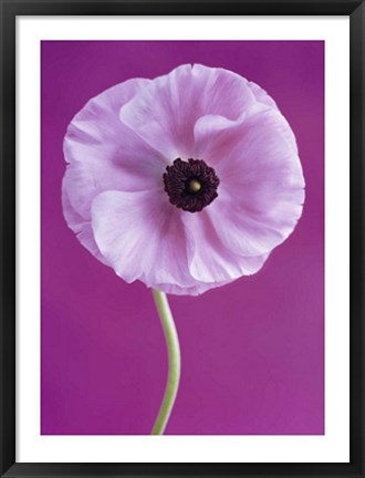 Framed White Poppy Print