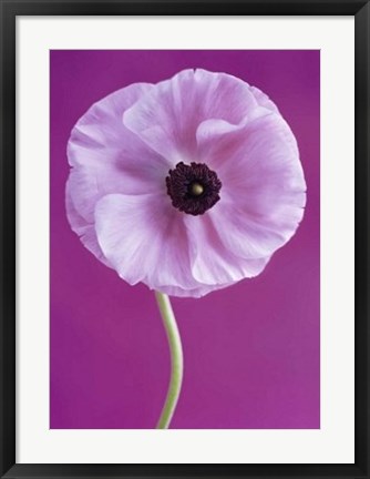 Framed White Poppy Print