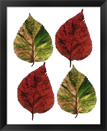 Framed Four Leaves I Print