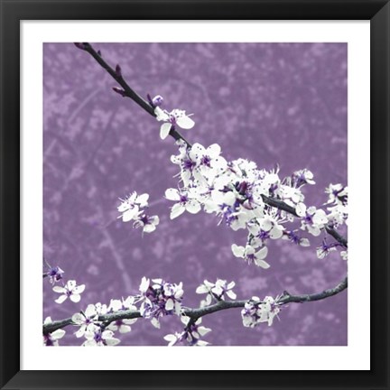 Framed Blossom in Lilac Print